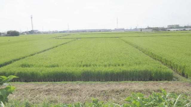  愛知県犬山市羽黒高橋３丁目
